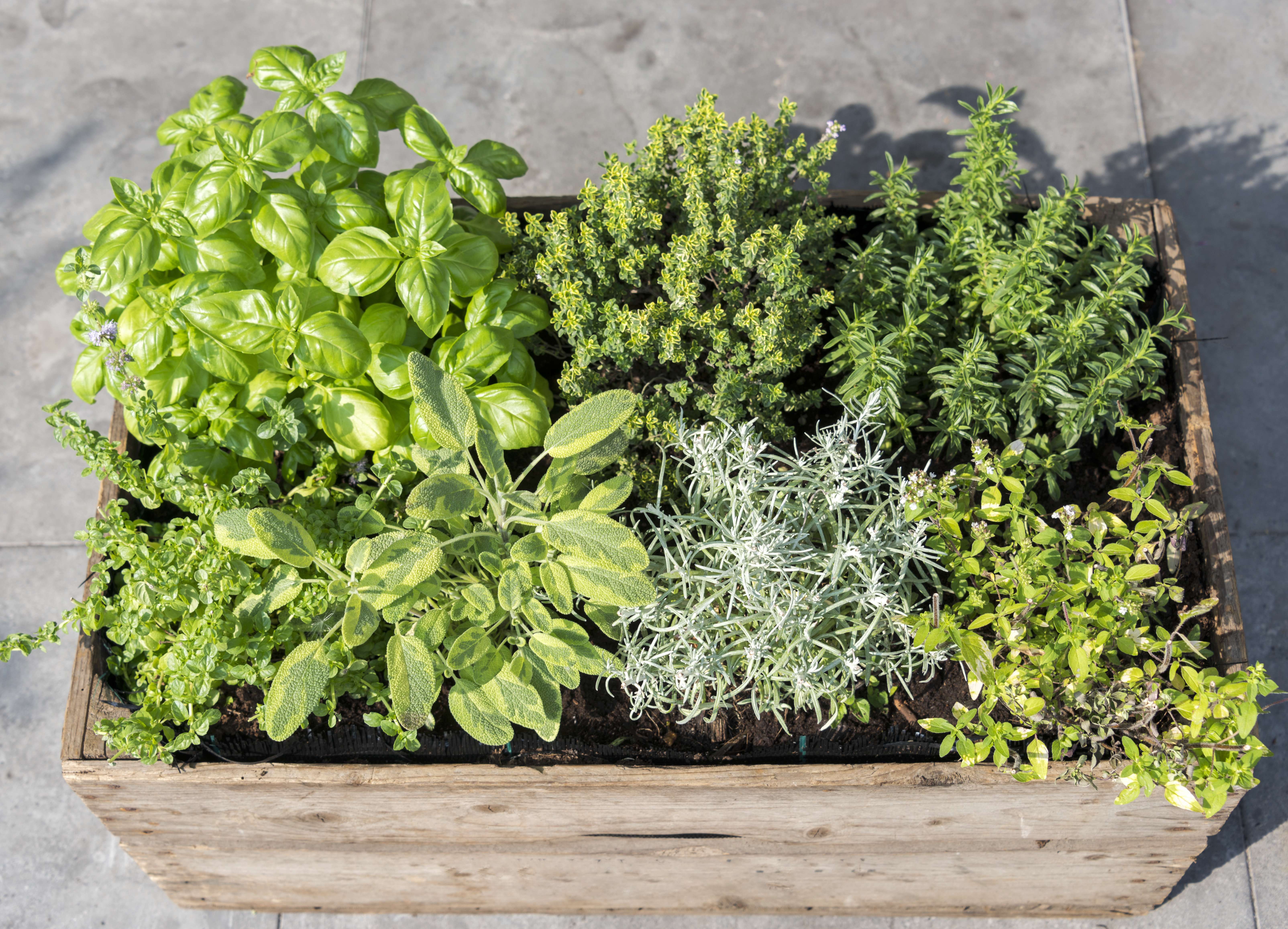 wooden container with fresh herbs menthe mentha pulegium,immortelle helichrysum italicum ,origan origanum aureum ,savory satureja, thymus and basil ocimum